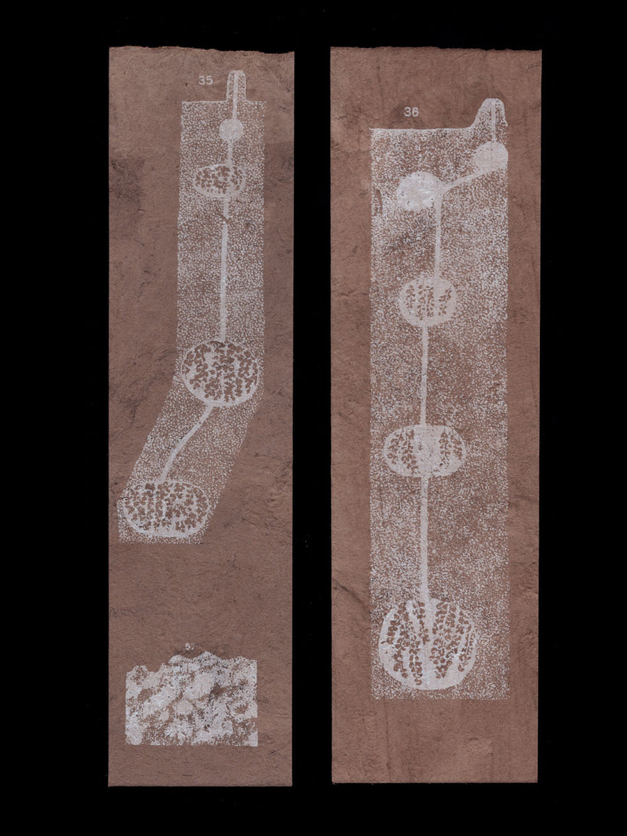 Inga Leafcutter ant nest bookmarks