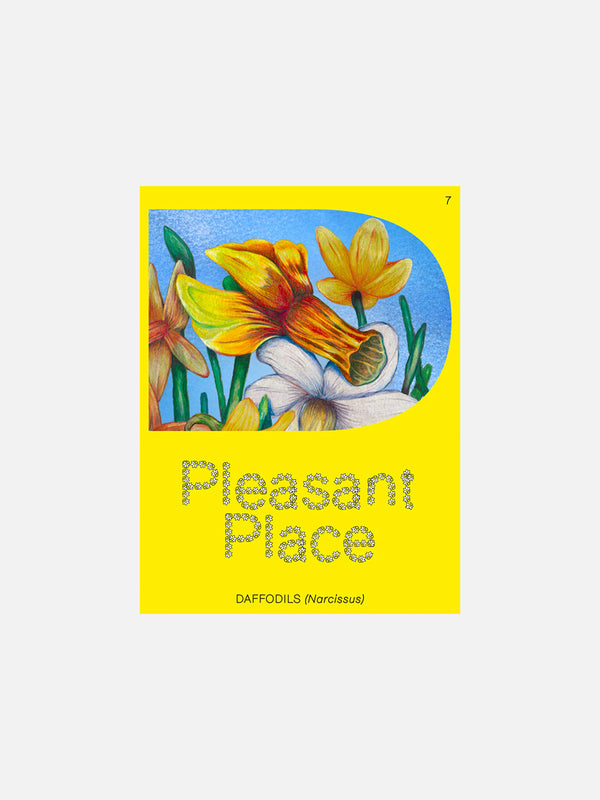 Pleasant Place 7: Daffodils (Narcissus)